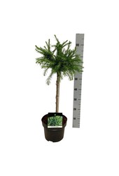 Larix decidua Kórnik