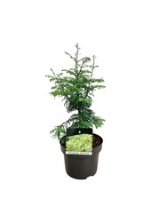 Metasequoia Genêt à balais