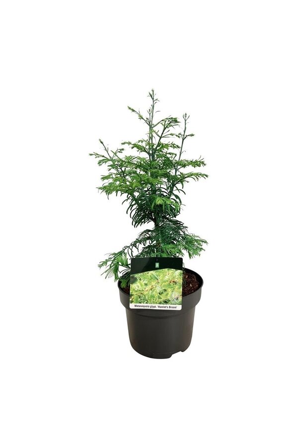 Metasequoia Genêt à balais