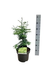 Metasequoia Genêt à balais