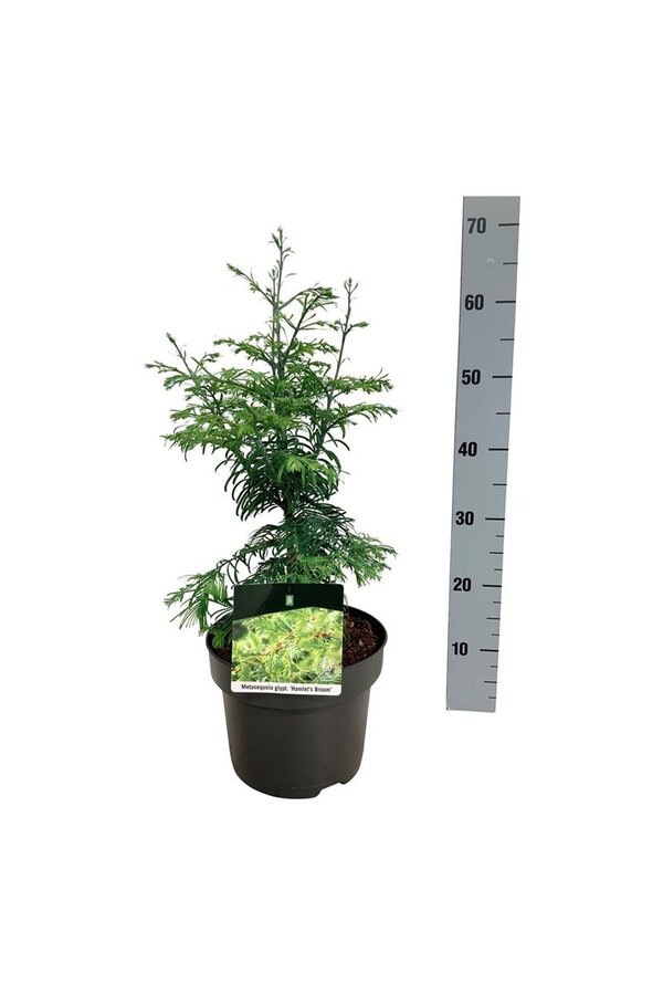 Metasequoia Genêt à balais