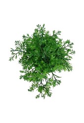 Metasequoia Genêt à balais