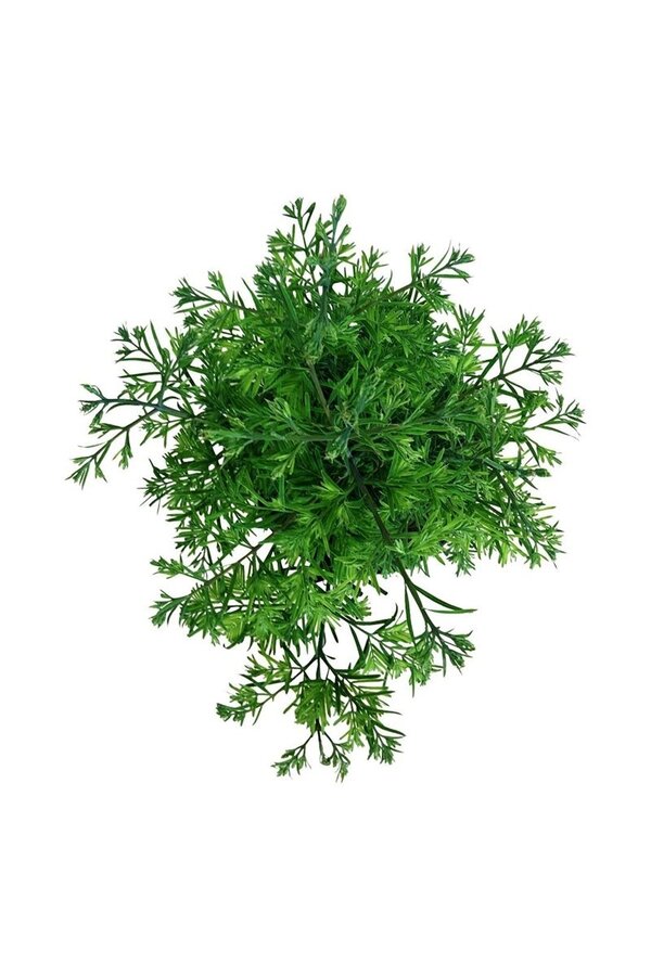 Metasequoia Genêt à balais