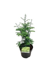 Metasequoia Genêt à balais