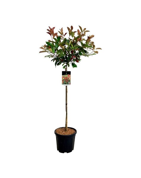Photinia