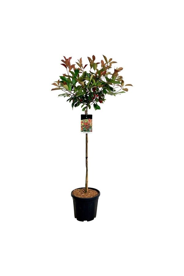 Nèfle brillant Photinia fraseri Red Robin