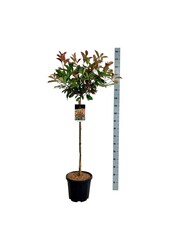 Nèfle brillant Photinia fraseri Red Robin