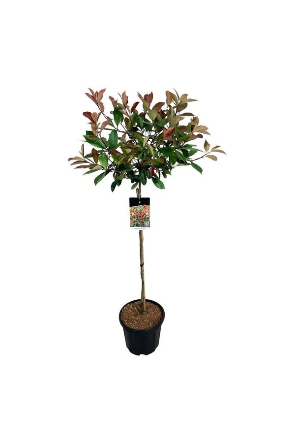 Nèfle brillant Photinia fraseri Red Robin