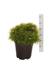 Pin Pinus Low Glow