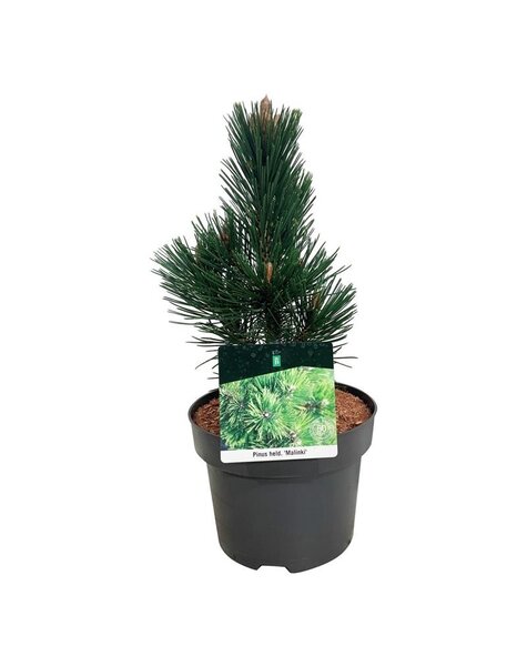 Pinus