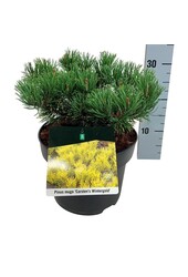 Pin Pinus mugo Carstens Wintergold