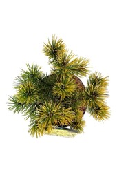 Pin Pinus mugo Carstens Wintergold