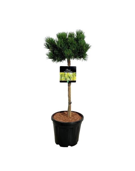 Pinus