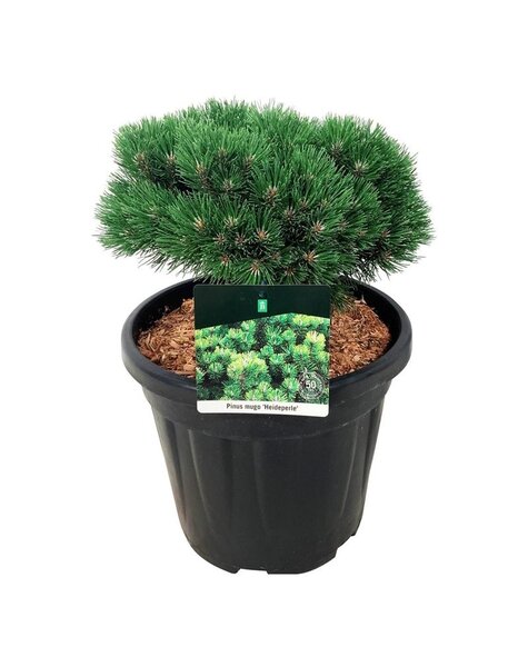 Pinus