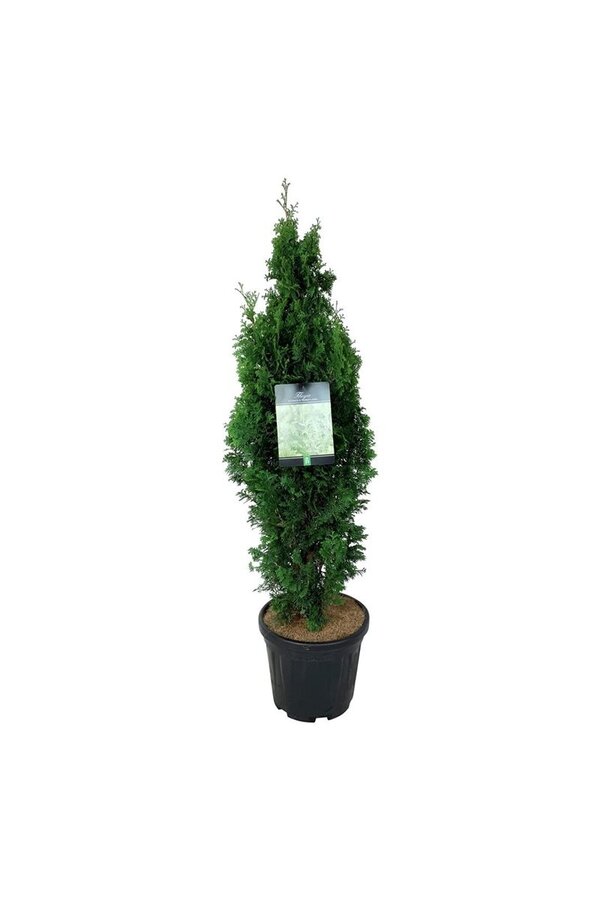 Conifère Thuja Degroots Spire