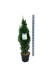 Conifère Thuja Degroots Spire