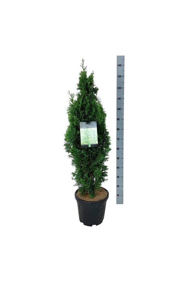 Conifère Thuja Degroots Spire