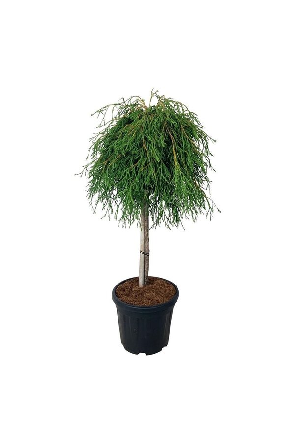 Conifère Thuja Kagers Beauty