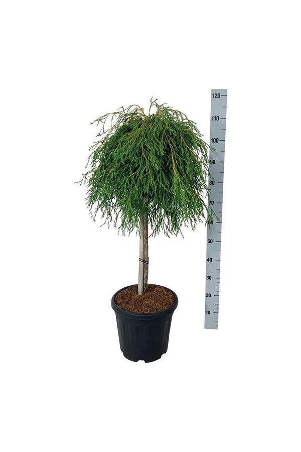 Conifère Thuja Kagers Beauty