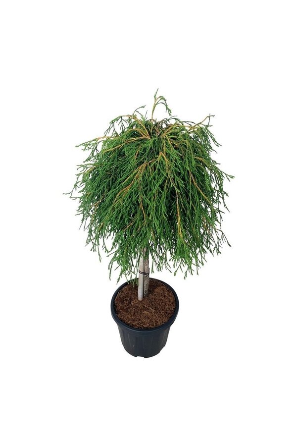 Conifère Thuja Kagers Beauty