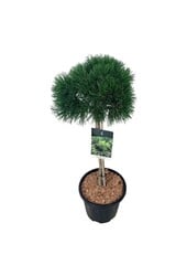 Pin Pinus mugo Varella