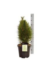 Pin Pinus nigra Tour verte