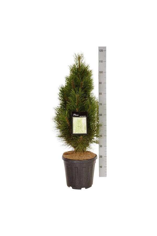 Pin Pinus nigra Tour verte