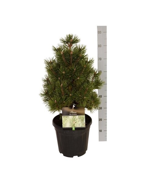 Pinus