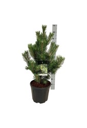 Pin Pinus nigra Oregon Green