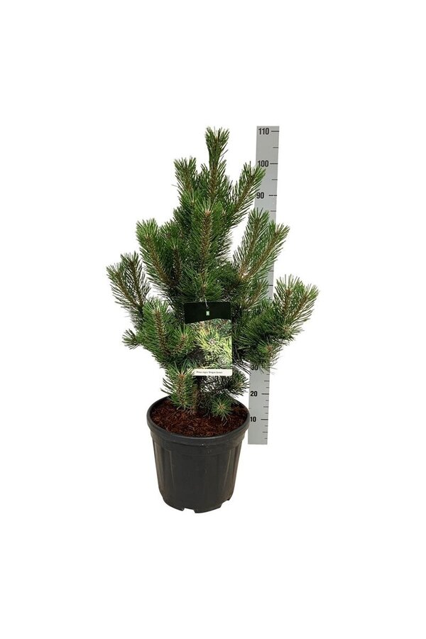 Pin Pinus nigra Oregon Green