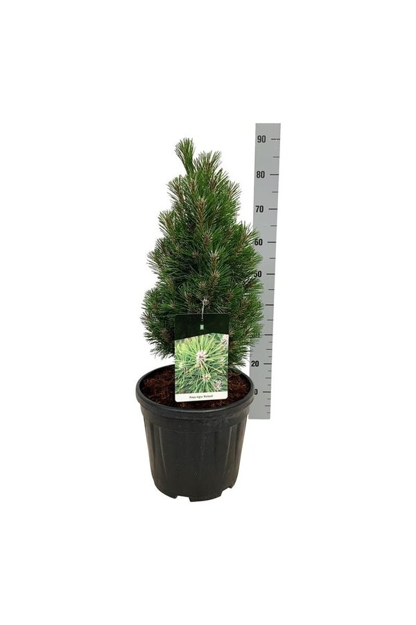 Pin Pinus nigra Richard