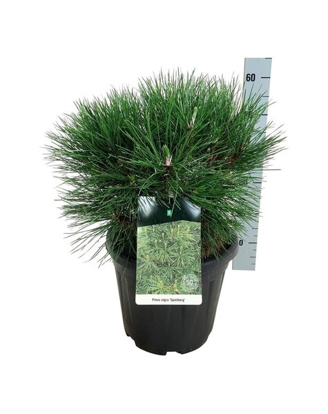 Pinus