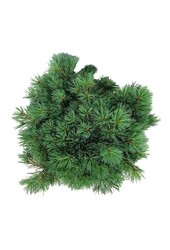 Pin Pinus strobus Minima