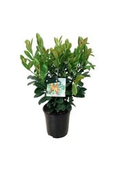 Laurier du Portugal Prunus Bonaparte PBR