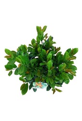 Laurier du Portugal Prunus Bonaparte PBR