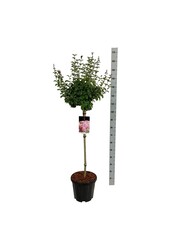 Lilas Syringa Flowerfesta ® Rose