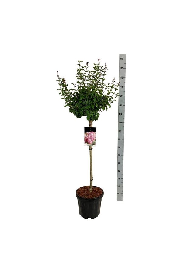 Lilas Syringa Flowerfesta ® Rose