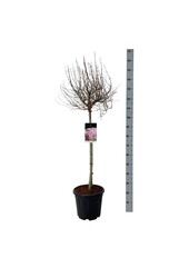 Lilas Syringa Flowerfesta ® Rose