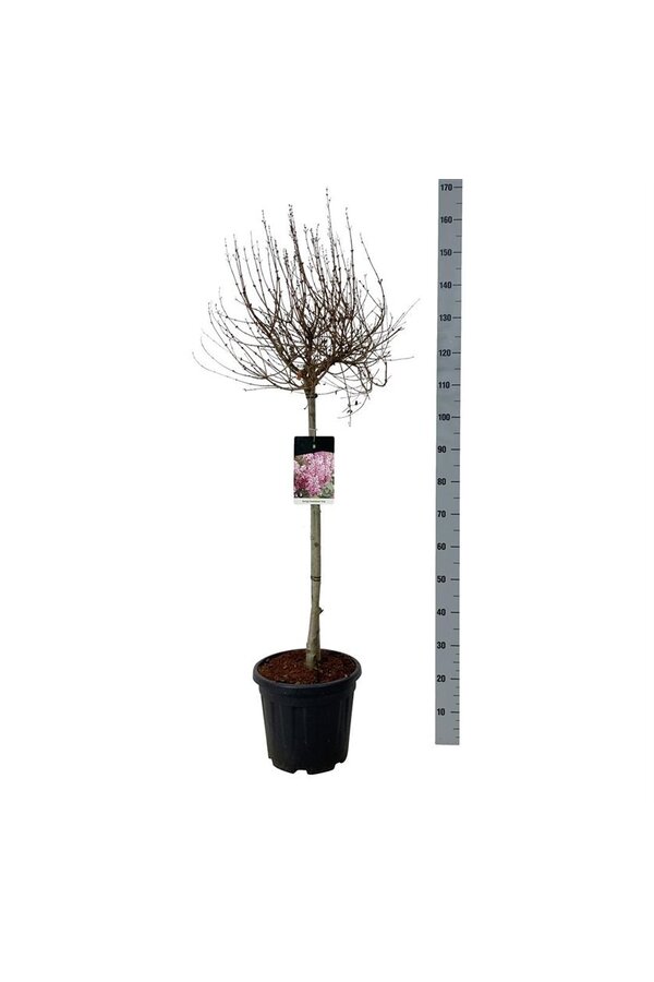 Lilas Syringa Flowerfesta ® Rose
