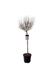 Lilas Syringa Flowerfesta ® Purple