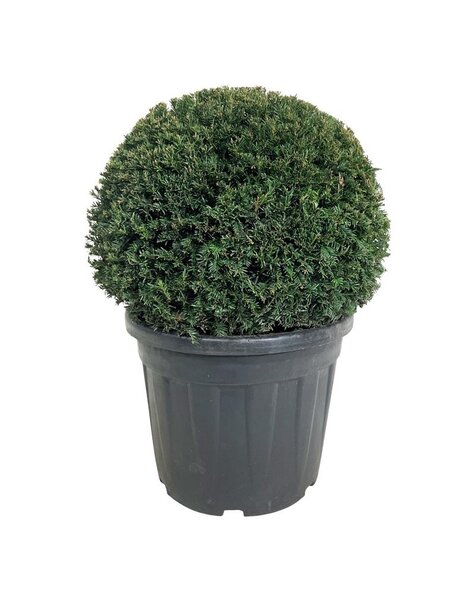 If