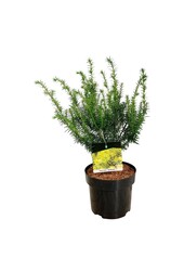 Pin Taxus Goldstrike