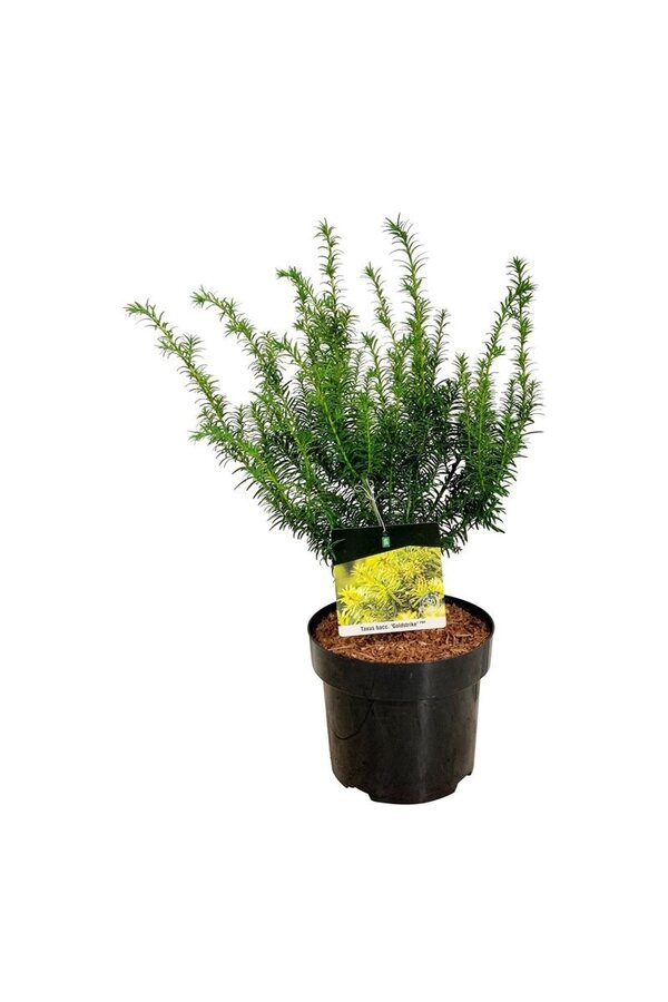 Pin Taxus Goldstrike