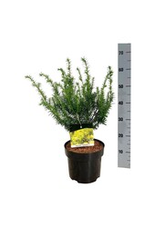 Pin Taxus Goldstrike