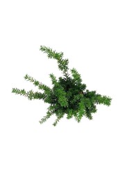 Pin Taxus Goldstrike