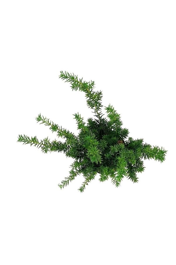 Pin Taxus Goldstrike