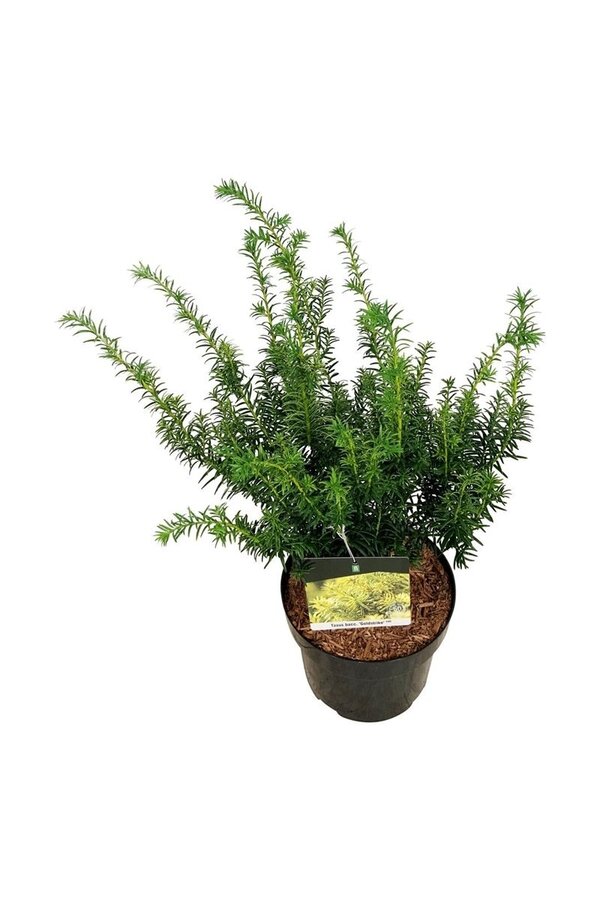 Pin Taxus Goldstrike