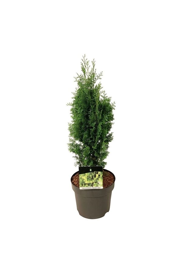 Conifère Thuja Degroots Spire