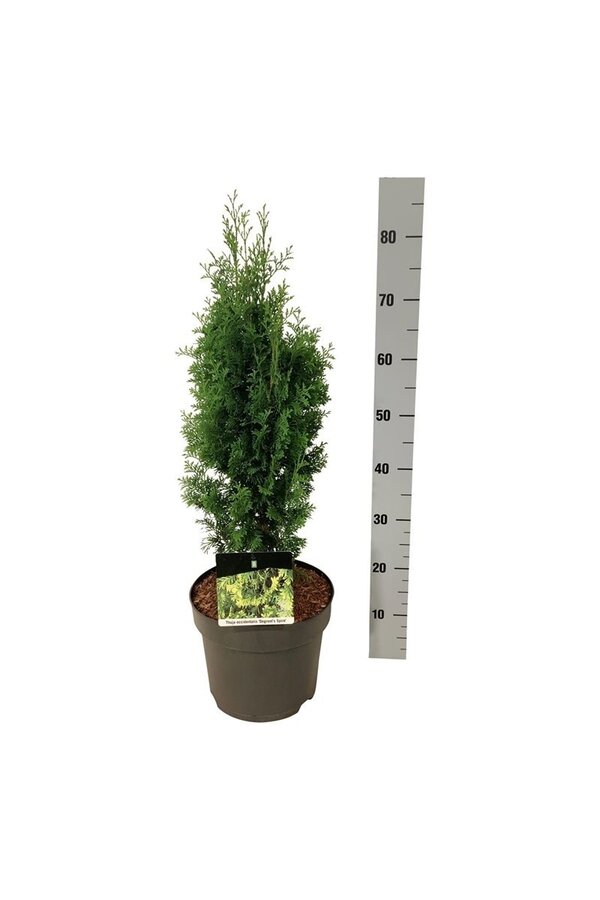 Conifère Thuja Degroots Spire