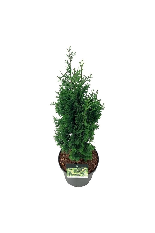 Conifère Thuja Degroots Spire